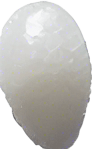 One white grain of rice