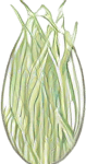 Long rice