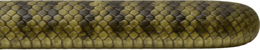 I need to create an image for the snake game. Can you create a horizontal image for the body (excluding the head)? It should be in a way that will not be distorted when added side by side. The snake will grow bigger and bigger. I hope you understand. I will add it to the Asset section of the game. But it must be realistic