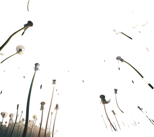 scattered dandelion plumes.
zenith view.