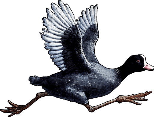 Add a Santa costume to the Coot