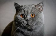 catty