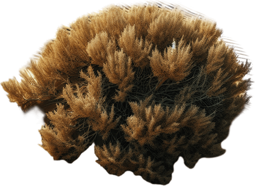 DUNE BUSH, TOP VIEW