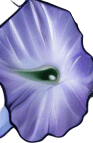 Thai rice (Ipomoea batatas)