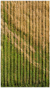 The same image, but where lush green grass is growing in the field.