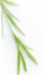 Long thin grain of rice