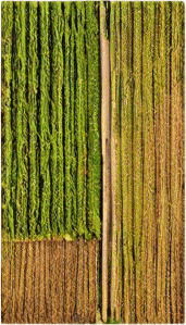 The same image, but where lush green grass is growing in the field.