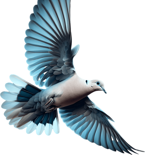 Flying Eurasian Collared Dove