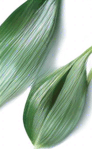 Thai rice