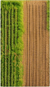 The same image, but where lush green grass is growing in the field.