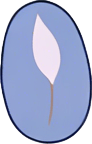 Thai rice (Ipomoea batatas)