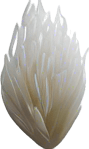 Long and thin white rice