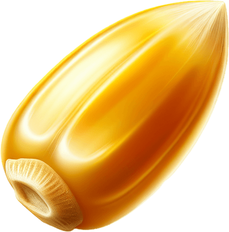 A single yellow corn seed..
Single Game Texture. In-Game asset. 2d. Blank background. High contrast. No shadows.