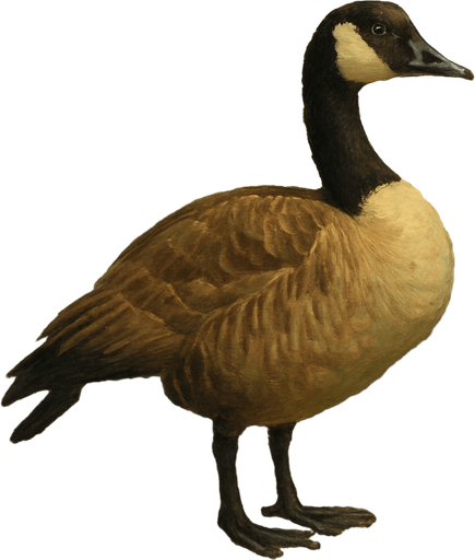 a Canadian Goose  no text on image!