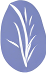 Thai rice (Ipomoea batatas)