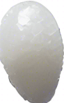 One white grain of rice
