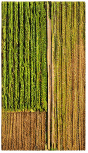 The same image, but where lush green grass is growing in the field.