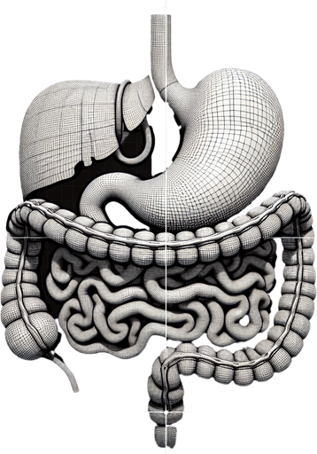 A person's inside of their stomach.
Single Game Texture. In-Game asset. 2d. Blank background. High contrast. No shadows.