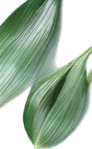 Thai rice