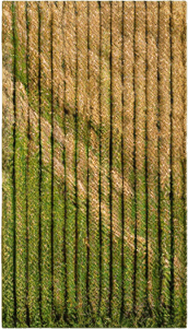 The same image, but where lush green grass is growing in the field.