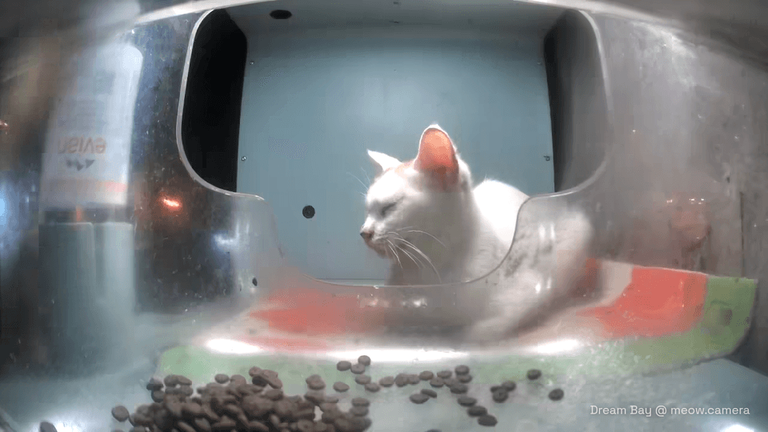 game-community-background