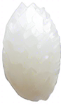 One white grain of rice