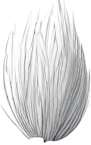 Long thin grain of rice