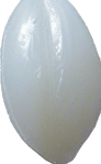 One white grain of rice