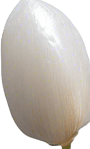 One white grain of rice