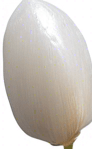 One white grain of rice