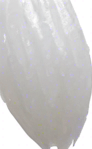 Long thin grain of rice