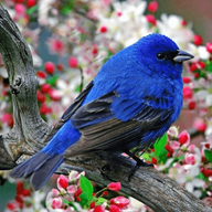 Theflyingbird