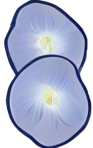 Thai rice (Ipomoea batatas)