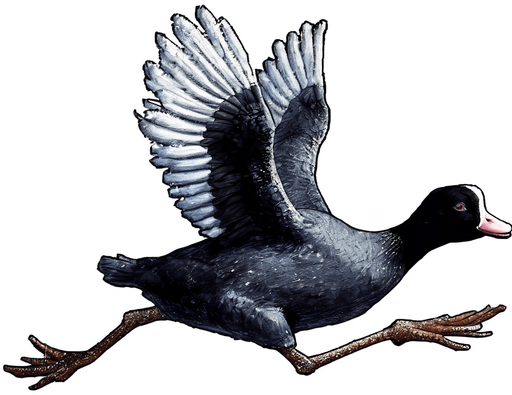 Add a Santa costume to the Coot