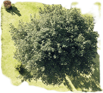 The same image, but in a lush and green setting, where grass is growing in all the fields