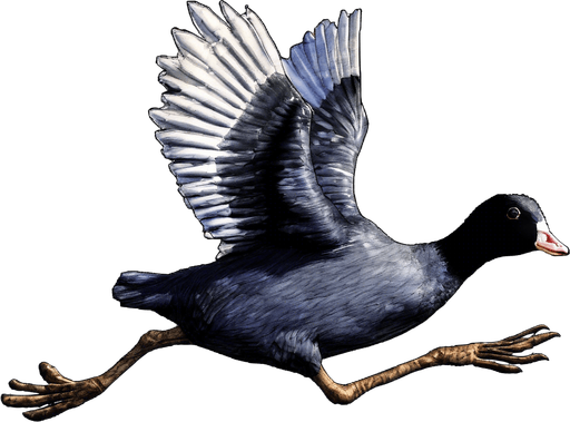 Add a Santa costume to the Coot