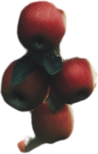 elma ağacı.
elma ağacı