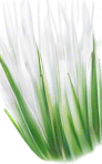 Long thin white rice