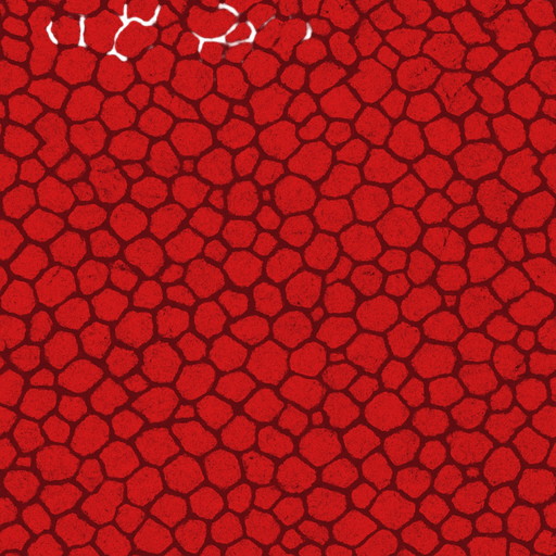 Alfombra roja, ocupar toda la imagen, visto desde arriba.
In-Game asset.  2d.  High contrast.  No shadows