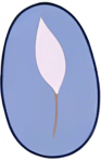 Thai rice (Ipomoea batatas)