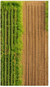 The same image, but where lush green grass is growing in the field.