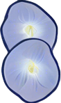 Thai rice (Ipomoea batatas)