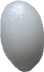 One white grain of rice