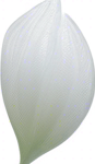 Long thin grain of rice