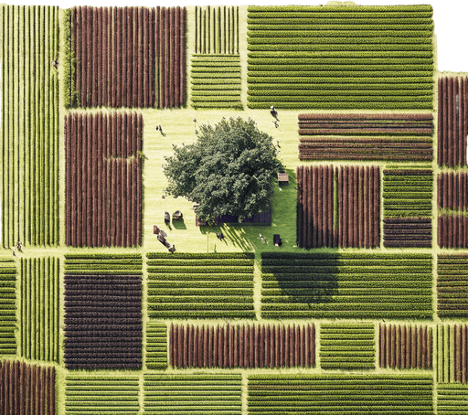 The same image, but in a lush and green setting, where grass is growing in all the fields