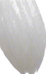 Long thin grain of rice