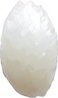 One white grain of rice