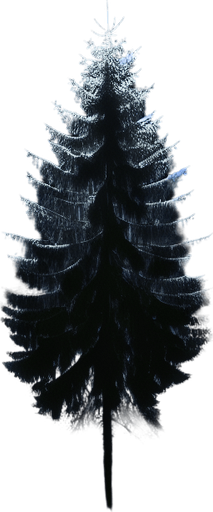 Pinetree at night, top view