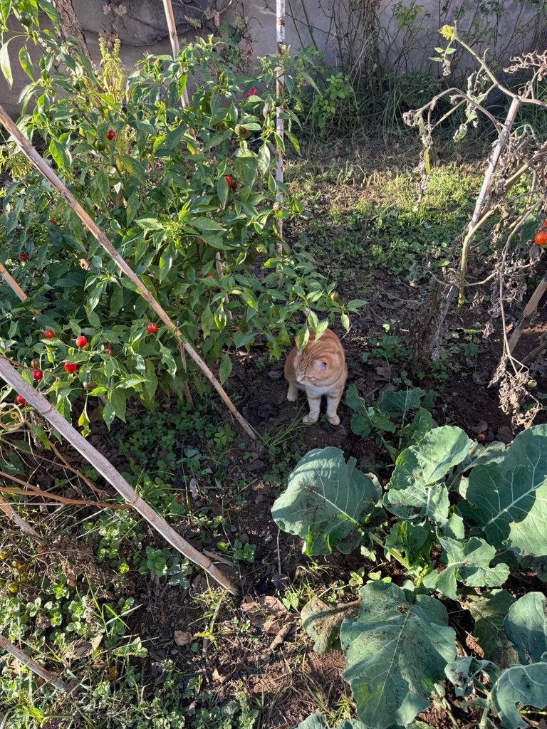 user-community-background