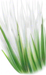 Long thin white rice